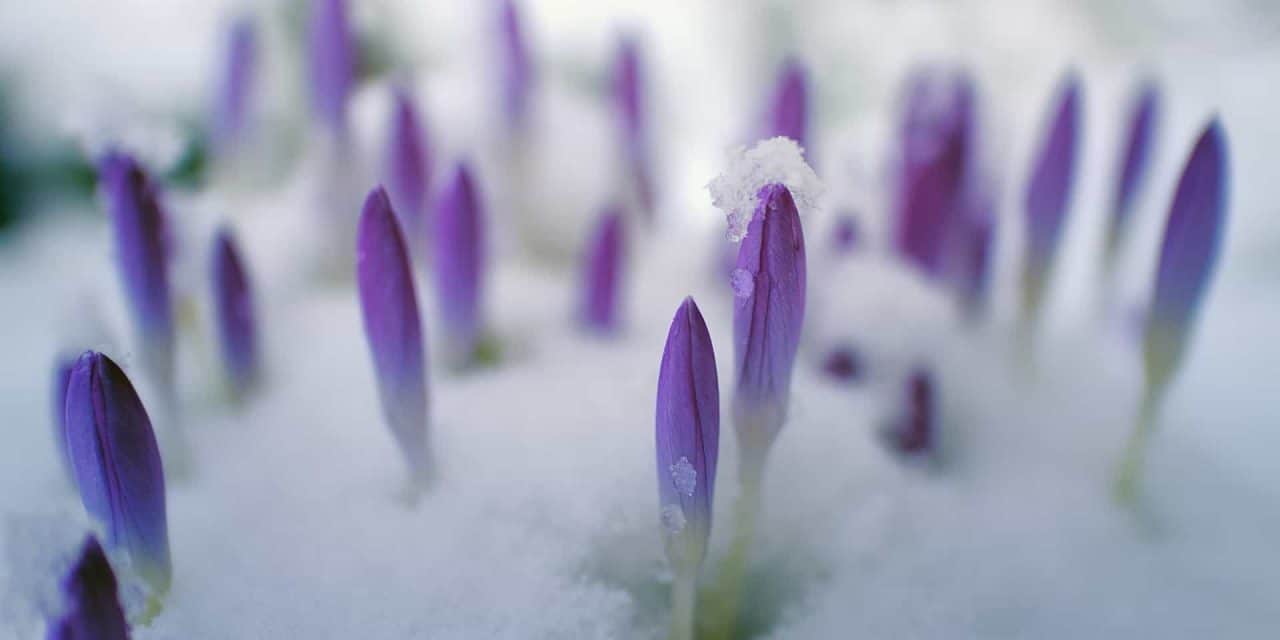 Frühlingserwachen – „Natur im Garten“-Fest