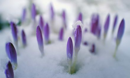 Frühlingserwachen – „Natur im Garten“-Fest