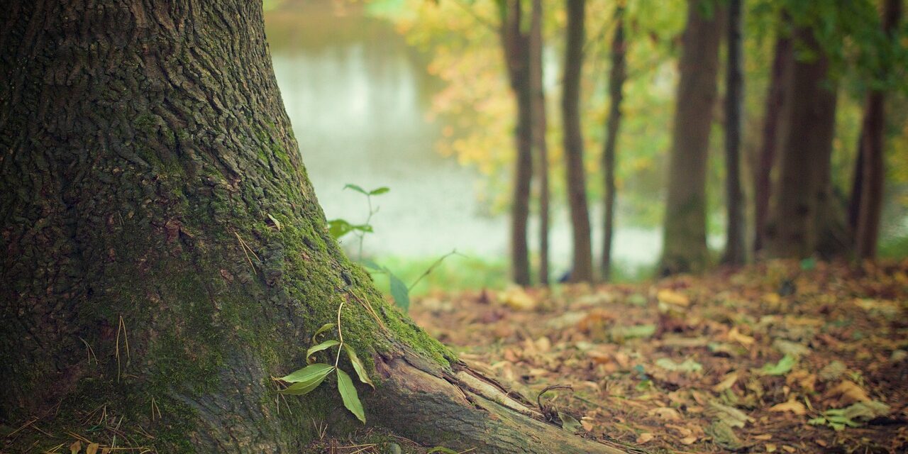 Veranstaltungstipp: Waldbaden