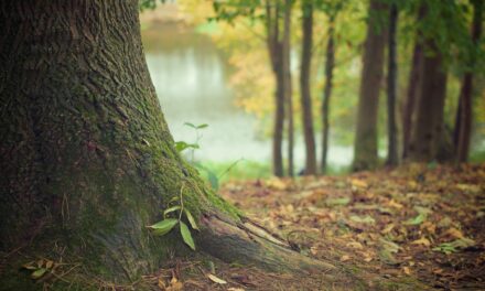 Veranstaltungstipp: Waldbaden